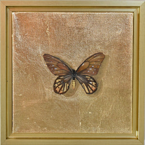No.42 butterfly